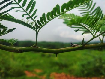 Close-up of green leaves on branch