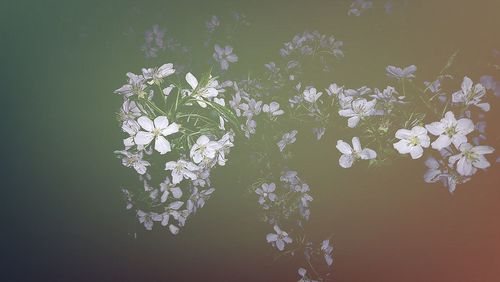 Close-up of white flowering plant