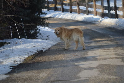 Dog on snow covered landscape during winter