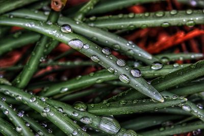 Close-up of water drops on leaf