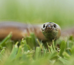 Close-up of wild animal  on land