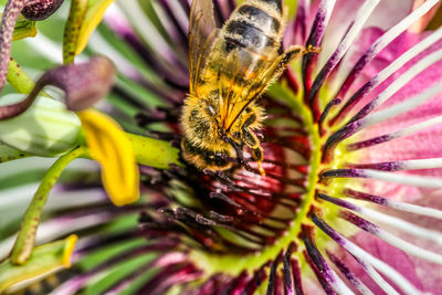 Close-up of bee on flower