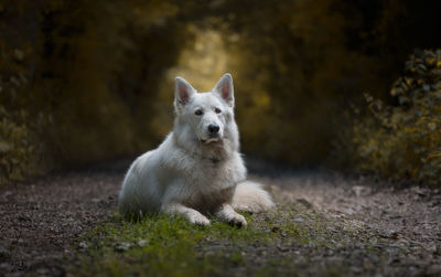 Portrait of dog on field