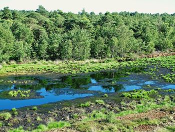 Scenic view of lake in forest