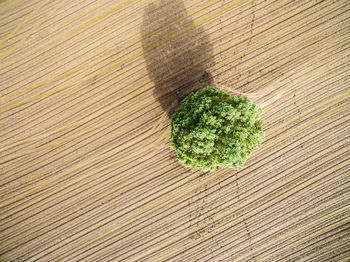 Directly above shot of vegetables on wood