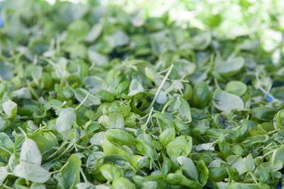 Full frame shot of green leaves