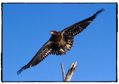 Low angle view of eagle flying against clear blue sky
