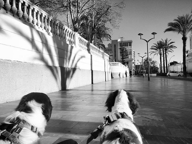 building exterior, built structure, architecture, city, pets, animal themes, one animal, tree, street, domestic animals, dog, building, mammal, sidewalk, outdoors, the way forward, sunlight, day, city life, clear sky