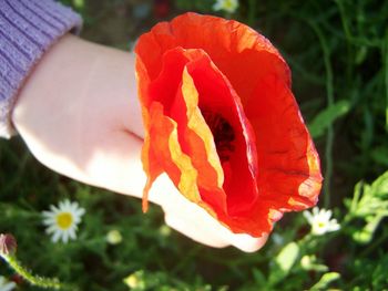 Close-up of flower blooming outdoors