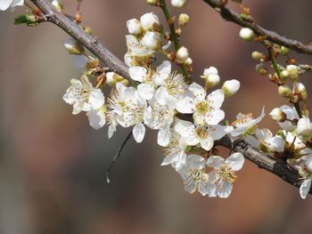 Close-up of cherry blossoms in spring