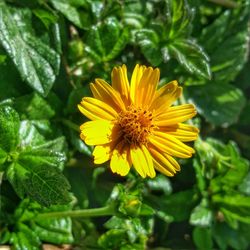 Close-up of yellow flower