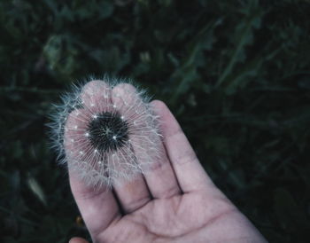 Close-up of hand holding dandelion