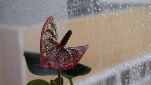 Close-up of water drops on window