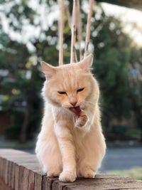 Close-up of cat sitting outdoors