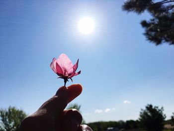 Person hand holding pink flower against sky