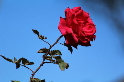 Low angle view of pink flowers against clear sky