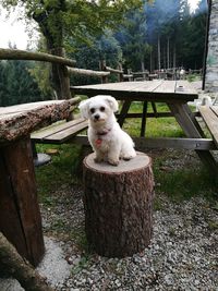 Portrait of dog sitting on wood against trees