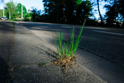 Close-up of plant growing on roadside