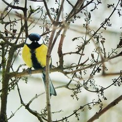 Bird perching on branch