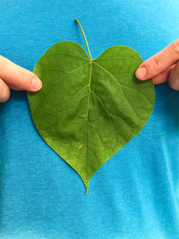 Cropped image of hand holding plant