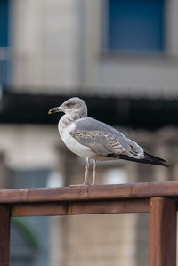 Close-up of bird perching on railing