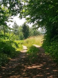 Dirt road along trees in forest