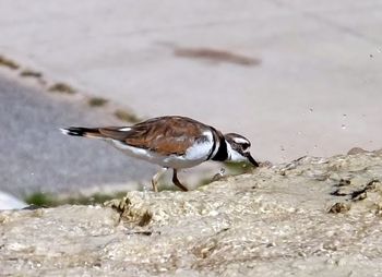 Close-up of bird in water