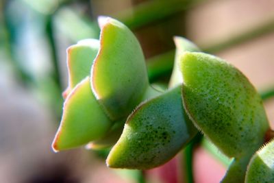 Close-up of fresh green plant