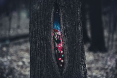 Close-up of plant hanging on tree trunk in forest