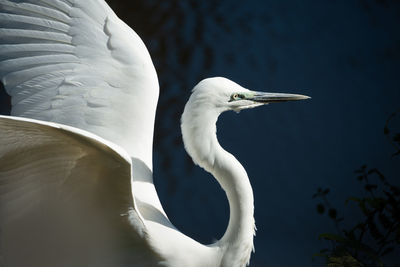 View of bird in lake