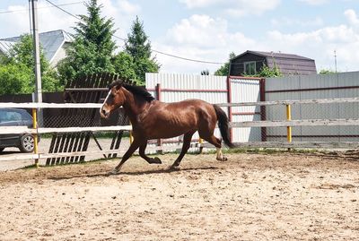 Horse standing in ranch against sky