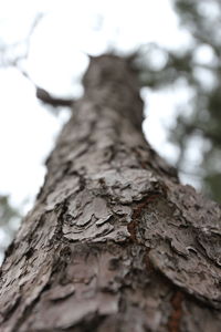 Low angle view of tree trunk