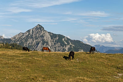 Horses grazing in a field