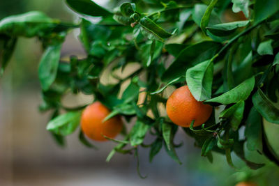 Close-up of orange fruits on tree