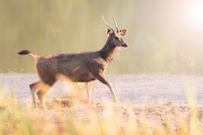 Side view of deer standing on field