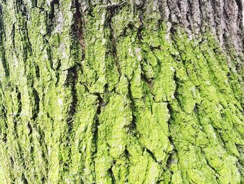 Full frame shot of tree