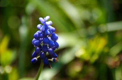 Close-up of purple flowers blooming against blue sky