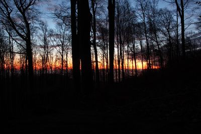 Silhouette trees in forest against sky at sunset