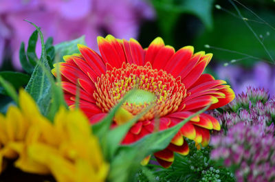 Close-up of daisy flower