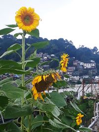 Close-up of yellow flowering plant against sky