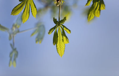 Low angle view of plant against clear sky