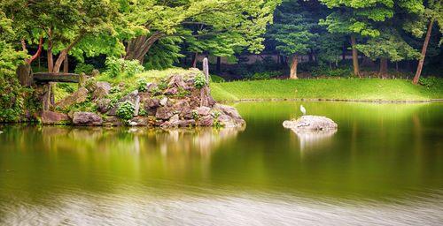 Scenic view of lake in forest