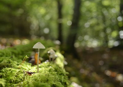 Close-up of mushroom growing in forest