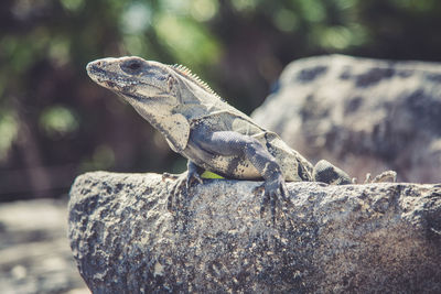 Close-up of lizard on rock