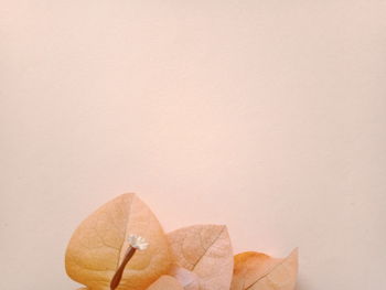 Close-up of dry leaves on table against wall