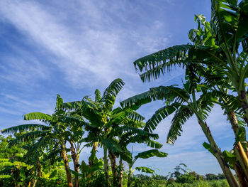 Low angle view of palm tree against sky