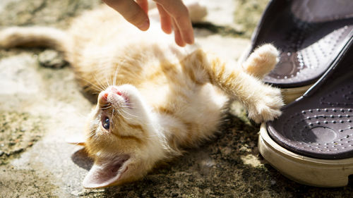 Close-up of hand on cat