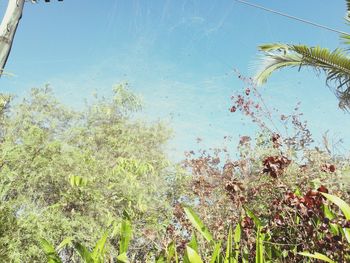 Close-up of plants against sky