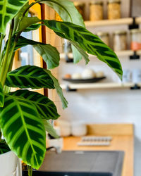 Close-up of potted plant on table