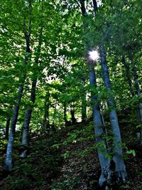 Low angle view of sunlight streaming through trees in forest